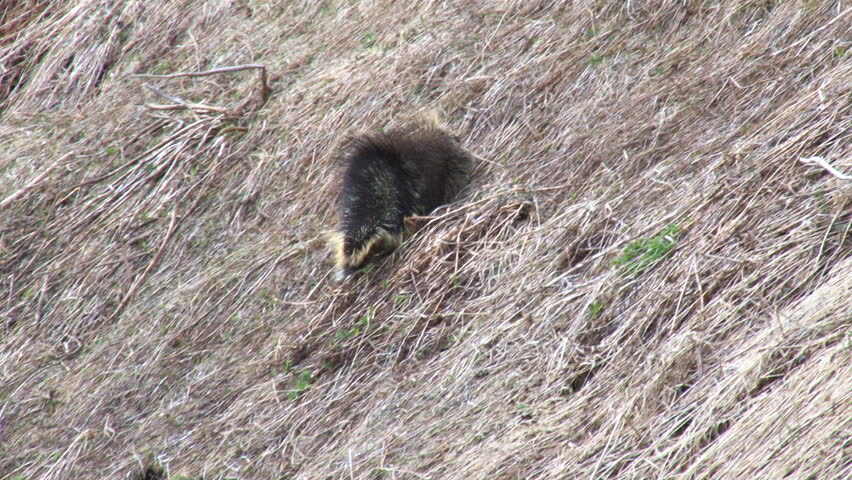 Porcupine waddling