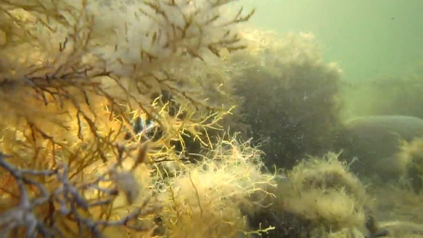Inside seaweeds thickets on the seabed