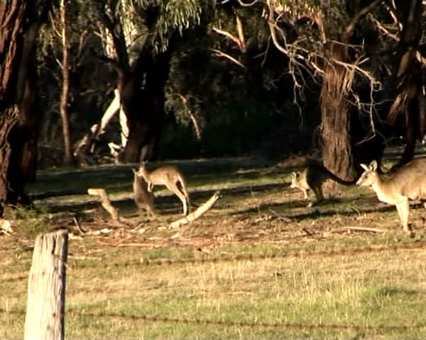 Kangaroo jumping