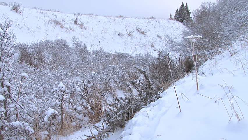 Woodsman limbing a downed spruce tree in the snow. Time Lapse.