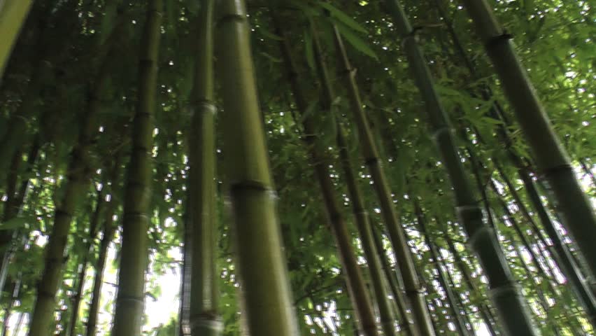 Pan across beautiful bamboo forest, close up on plant, stalk texture, details. 1080p 