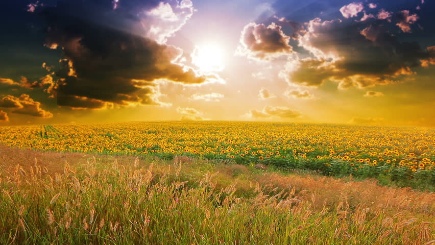 flowering sunflowers on a background sunset
