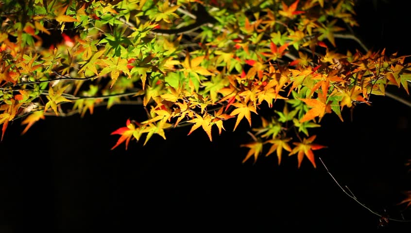 Colored leaves of Japanese maple at night in autumn, Kyoto, Japan