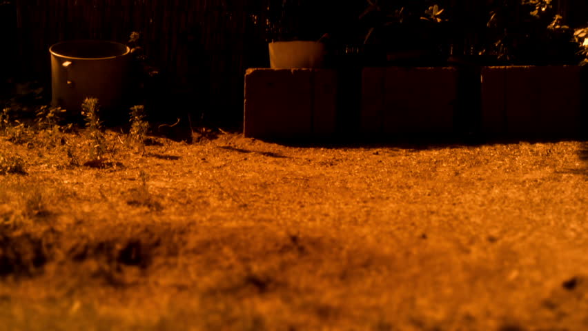 Tibetan terrier running after a toy - graded yellow and orange for the effect
