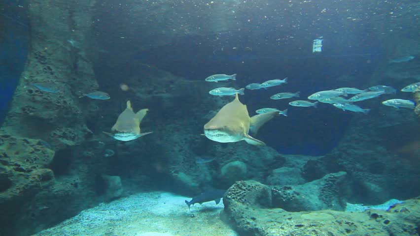 Shark underwater in natural aquarium