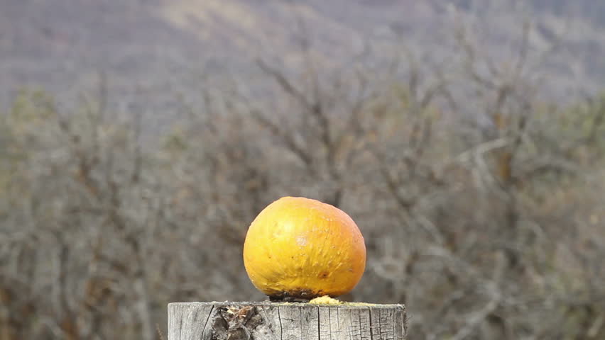 Pumpkin busting high power rifle gun slow. Pumpkin jackolantern exploding after being shot with a high powered rifle. Destruction of fresh fruit and vegetables. Sharpshooter using a rifle to snipe.