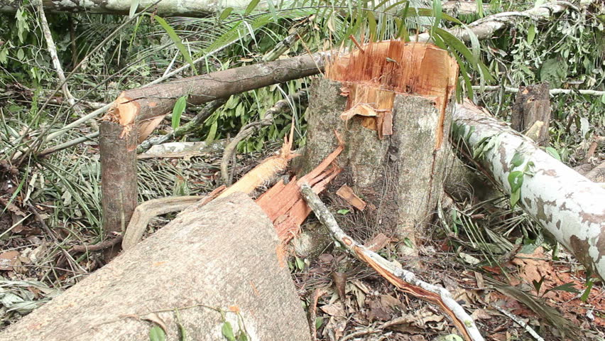 Tropical rainforest felled for slash and burn agriculture in Ecuador