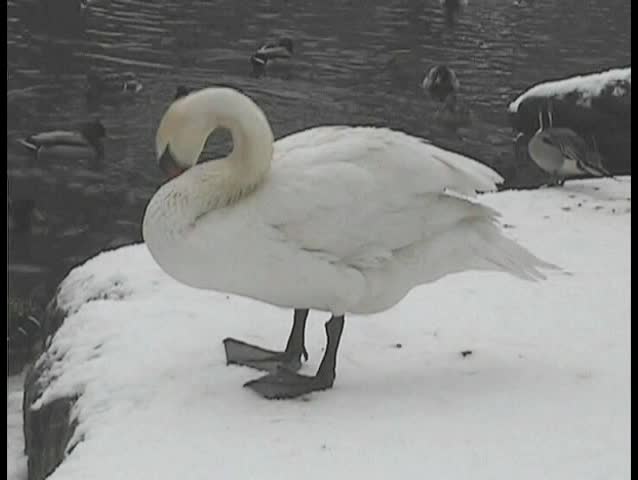 Graceful Swan in Central Park