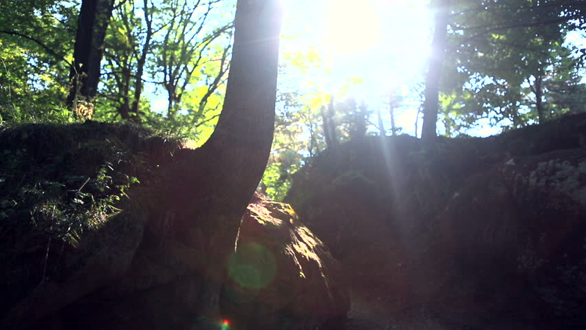 Traveler goes through the woods