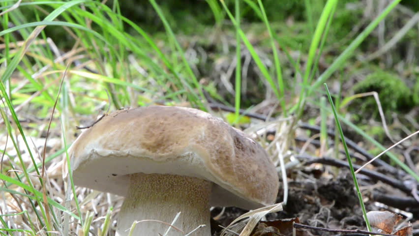 blur macro penny bun boletus edulis cep mushroom grow near mossy tree in forest.