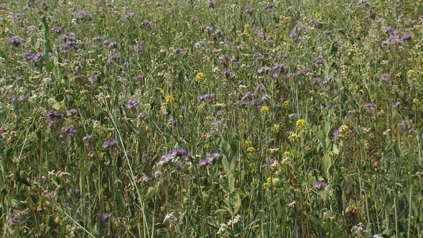 hold + pan left. Field edge with wild flowers. Sowing diverse weed flora alongside field edges, provides opportunities for insects, birds and other small animals.
