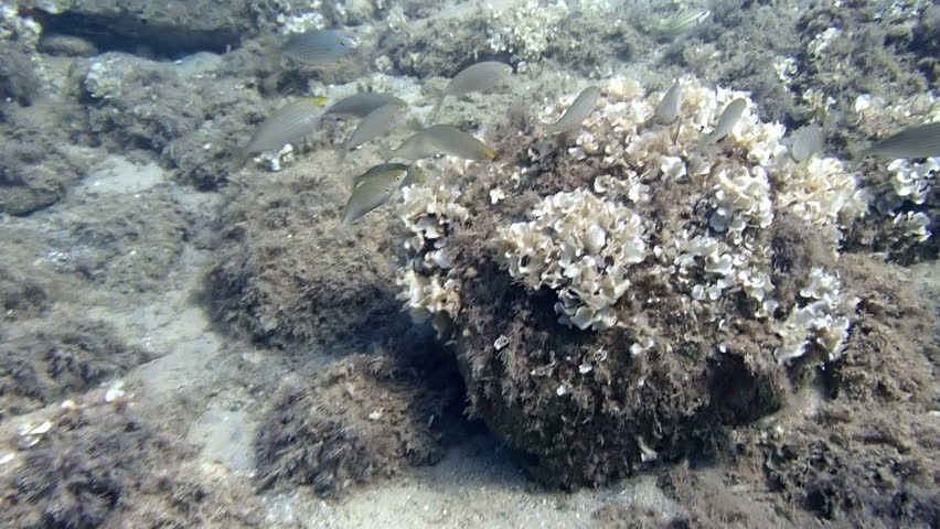 Shoal of Salema swimming
