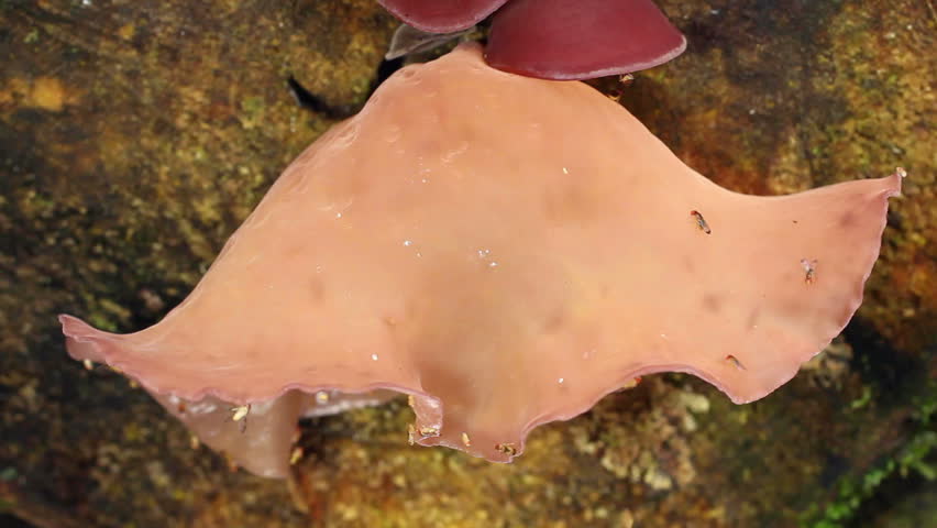 Jew's Ear Fungus growing on a rotting log in the Ecuadorian Amazon, visited by a swarm of fruit flies.