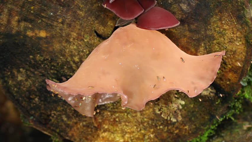 Jew's Ear Fungus growing on a rotting log in the Ecuadorian Amazon, visited by a swarm of fruit flies.