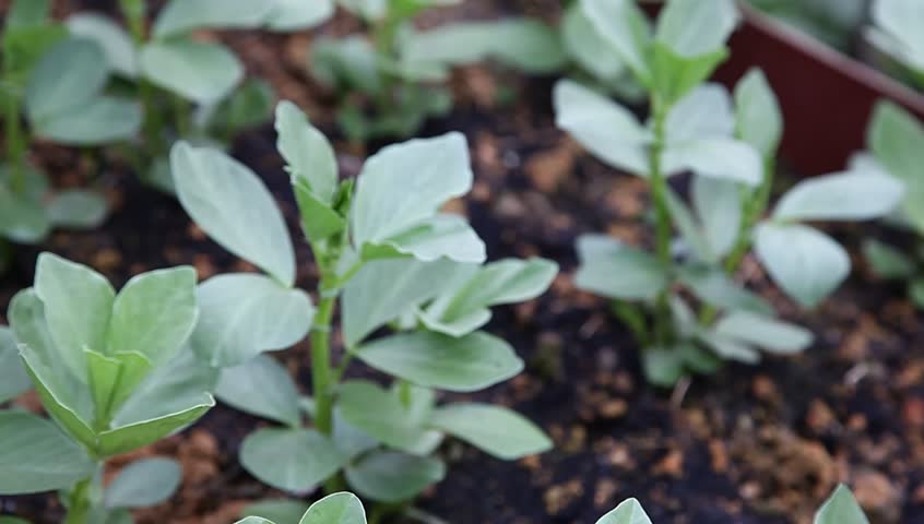 broad bean sapling in the garden