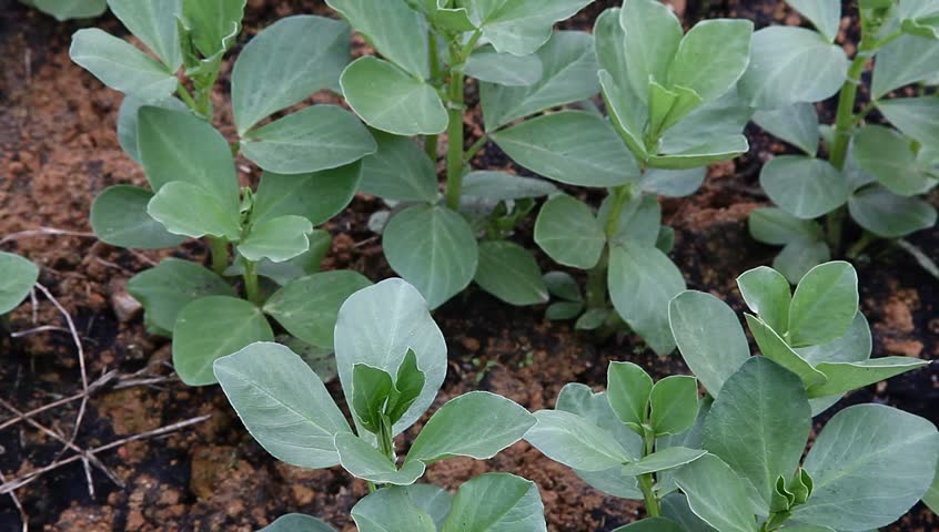 broad bean sapling in the garden