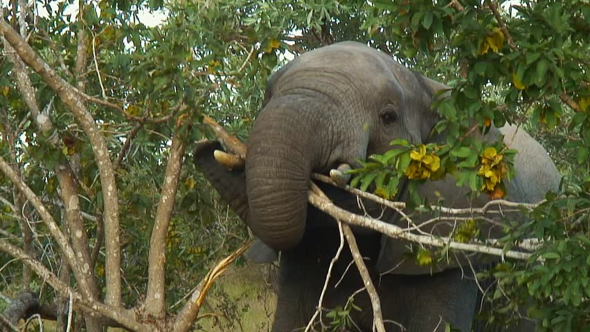 Elephant Eating The Leaves Off Of A Tree Branch Stock Footage Video