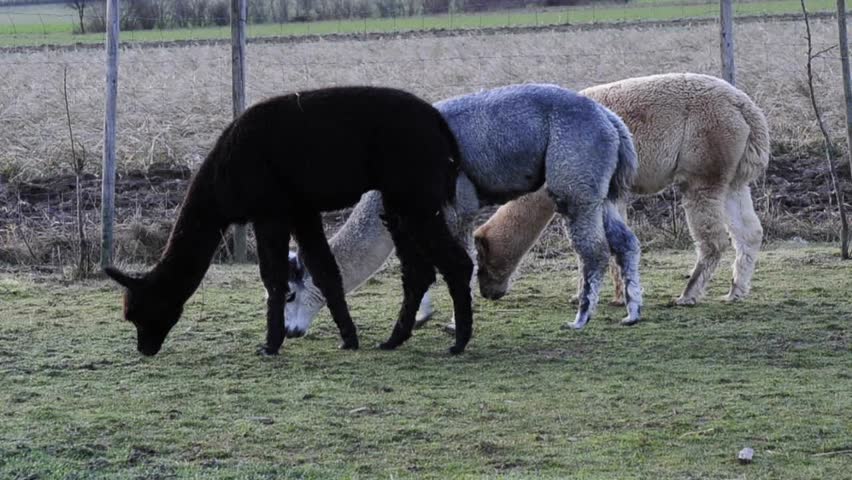 grazing alpacas