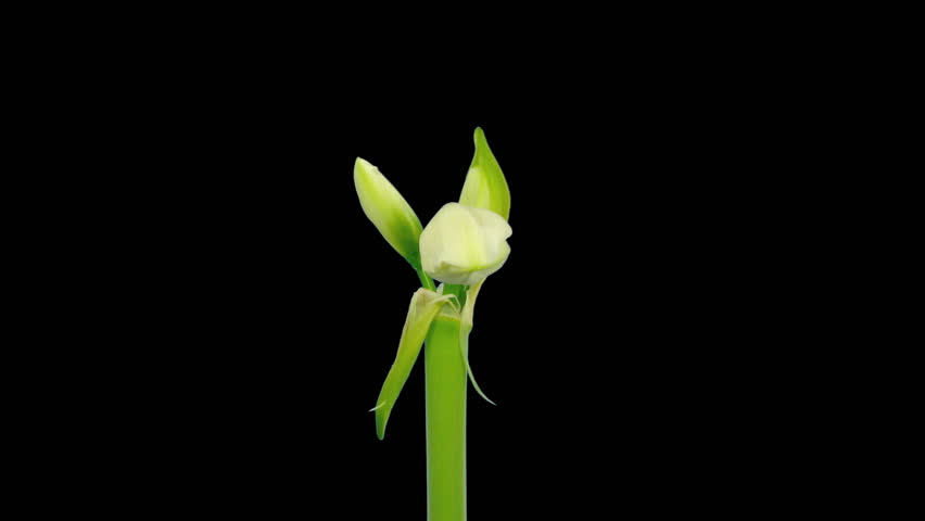 Time-lapse opening white amaryllis bud ALPHA matte 13  