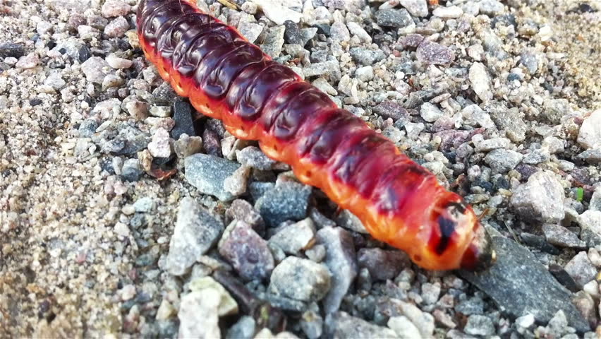 Bir red caterpillar of goat moth on the road