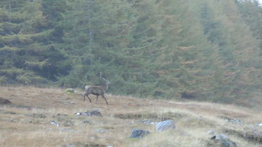 Deer running in Glenn Affric Valley, Scotland - slow motion (1080p50 conformed to 1080p25)