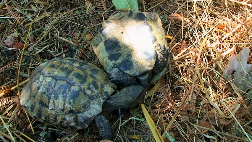 Turtles in the grass