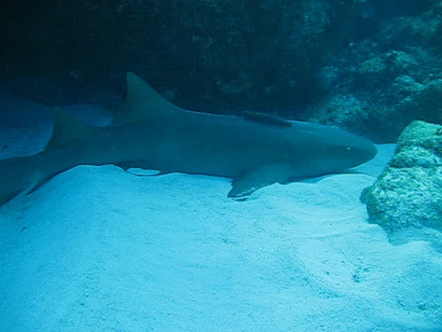 Nurse Shark rests on sand near coral reef