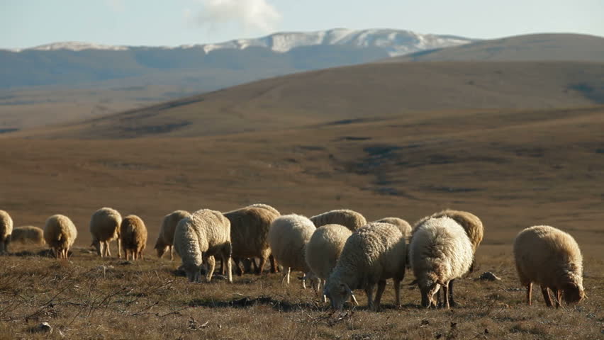 Flock Of Sheep Grazing On Crimean Mountain Plateau