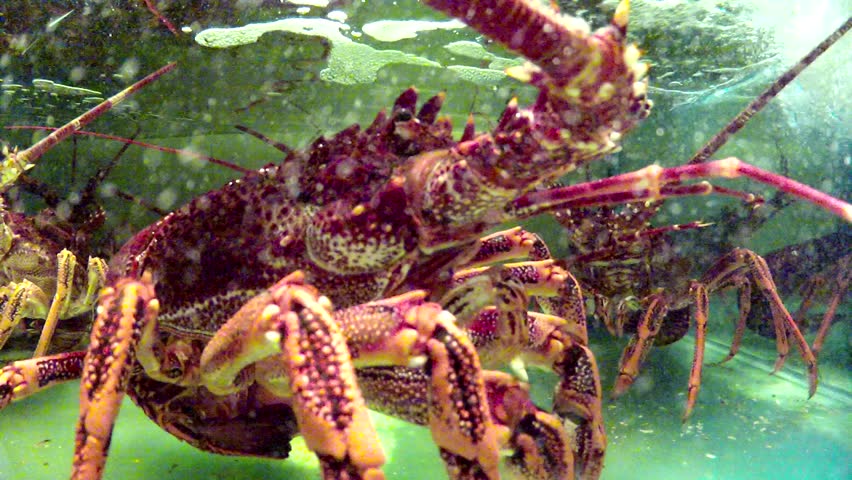 Tropical Lobster 