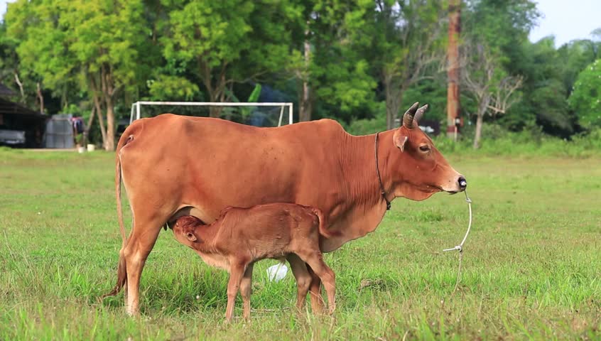 Calf suckling cow udder in a beautiful green meadow