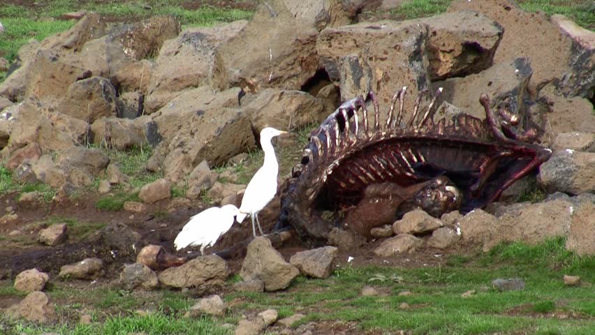 White egrets eat maggots from carcass. Swarms of maggots crawl in the carcass.
