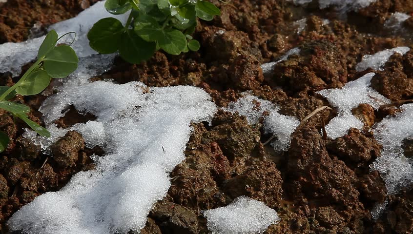 pisum sapling in the field with white snow