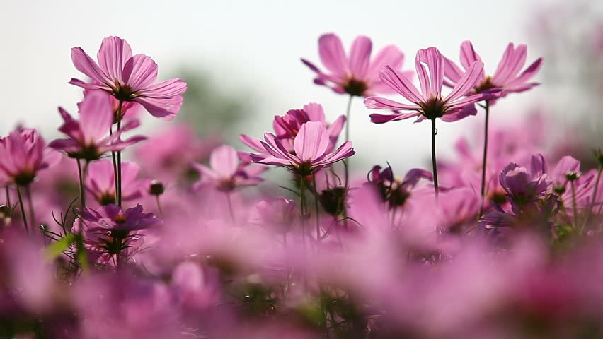Field of pink flowers