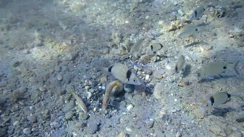 Underwater view of fish feeding