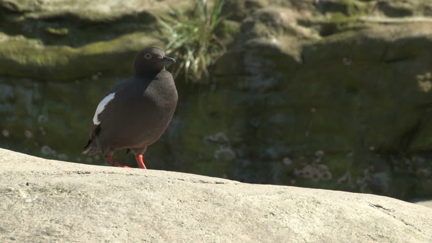 Pigeon Guillemot (Cepphus columba)