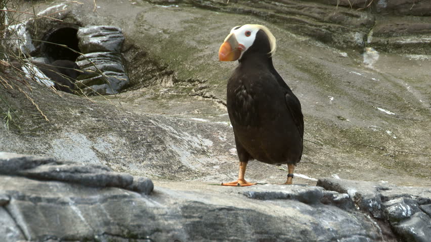 Tufted Puffin (Fratercula cirrhata) preening.