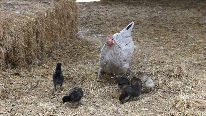 Chicken with chicks