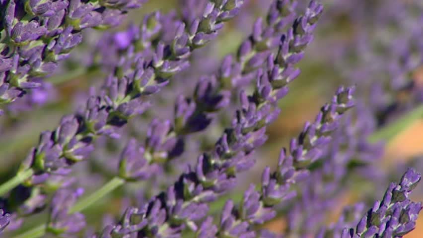 blooming lavender - extreme close up. Lavender flowers and leaves are used as an herbal medicine, oil or herbal tea and are part of the culinary herb blend herbes de Provence.