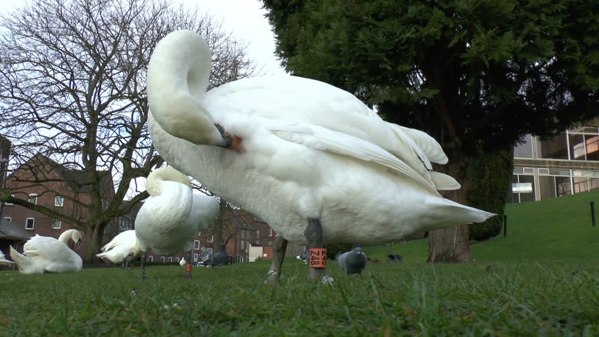 Footage of a Mute Swan preening