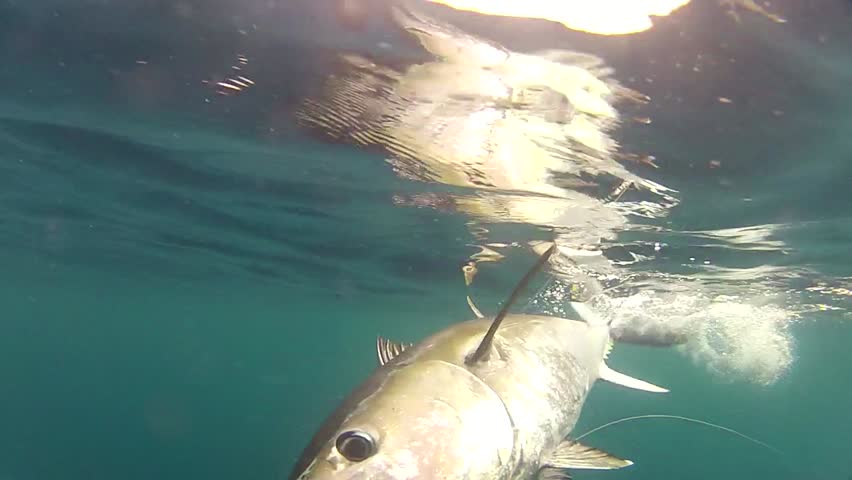 bluefin tuna big game fishing