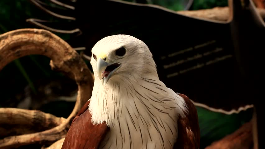 Red-backed sea-eagle 