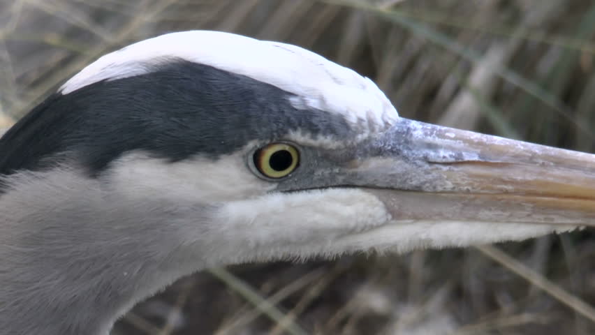 Blue heron face, beak, eyes, close up, 1080p