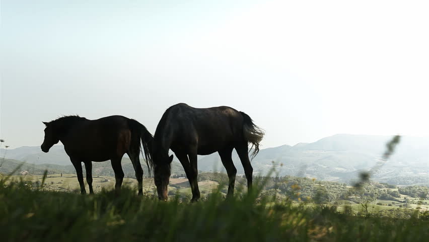 countryside,green,summer,horses,