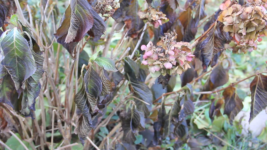 Withered plant bush on the wind