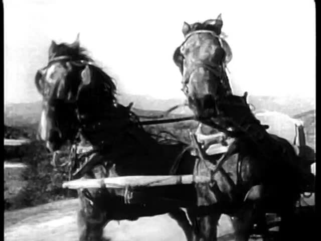 Galloping horses harnessed to an empty carriage on country road