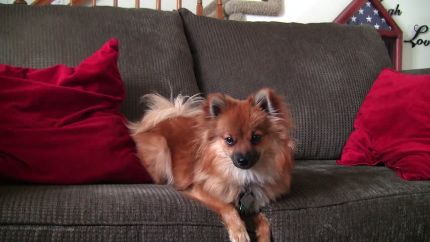 Pomeranian dog on couch with right to left tracking