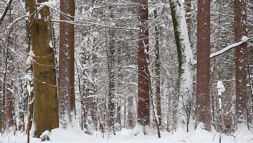 Outdoor cold nature through snowy window.inter forest.