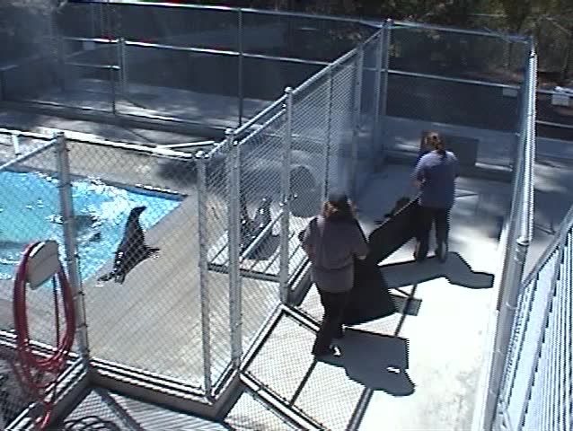 unidentifiable people deal with harbor seals in a marine rescue