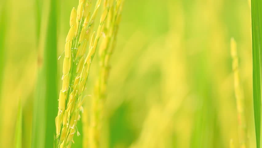 Rice farm, Jusmine rice of Thailand
