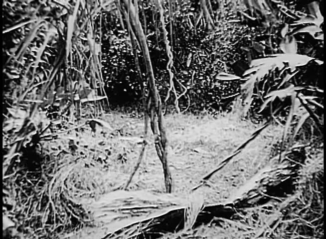 Cougar walking through jungle